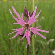 Ilustrační obrázek - kohoutek luční (Lychnis flos-cuculi)