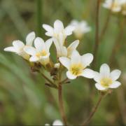 Ilustrační obrázek - lomikámen zrnatý (Saxifraga granulata)