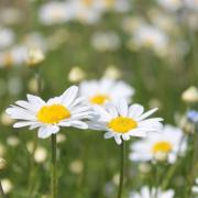 Ilustrační obrázek - kopretiny z okruhu Leucanthemum vulgare agg.