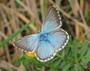 Jeden z motýlů, kteří se zde vyskytují, modrásek vikvicový (Polyommatus coridon)