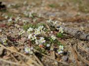 Na písčiny vázané letničky - běžné a všudypřítomné, jako je osívka jarní (Erophila verna)...