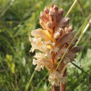 Ilustrační obrázek - záraza (Orobanche sp.)