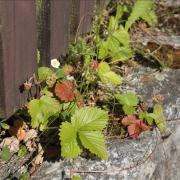 Ilustrační fotografie - jahodník obecný (Fragaria vesca)