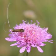 Ilustrační obrázek - chrastavec (Knautia sp.)