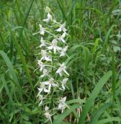 Ilustrační obrázek - vemeník dvoulistý (Platanthera bifolia) Ilustrační obrázek - vemeník dvoulistý (Platanthera bifolia)