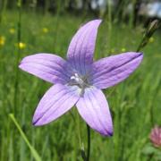 Ilustrační obrázek - zvonek rozkladitý (Campanula patula)