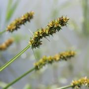 Ilustrační obrázek - ostřice Otrubova (Carex otrubae)