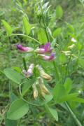 vikev křovištní (Vicia dumetorum)