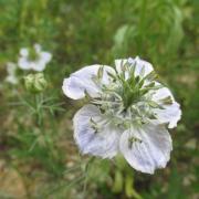 Ilustrační obrázek - černucha rolní (Nigella arvensis)