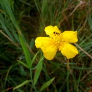 Ilustrační obrázek - pryskyřník velký (Ranunculus lingua) Ilustrační obrázek - pryskyřník velký (Ranunculus lingua)