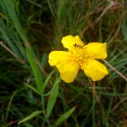 Ilustrační obrázek - pryskyřník velký (Ranunculus lingua)