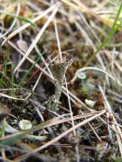 Cladonia cervicornis
