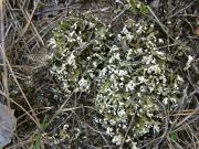 Cladonia foliacea 2