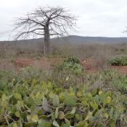Invaze Opuntia stricta v savaně s Adansonia digitata, Angola © M. Rejmánek