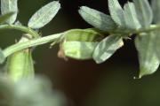 Viccia grandiflora (Fabaceae)
