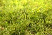 Bromus benekenii (Poaceae)
