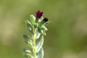Nonea pulla (Boraginaceae)