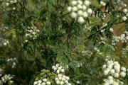 Conium maculatum (Apiaceae)