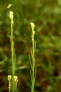 Bupleurum affine (Apiaceae)