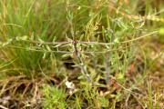 Jasione montana (Campanulaceae)