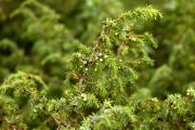 Juniperus communis (Cupressaceae)