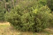 Juniperus communis (Cupressaceae)