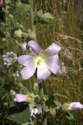 Alcea biennis (Malvaceae)