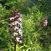 ilustrační obrázek - vstavač nachový (Orchis purpurea)