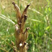 ilustrační obrázek - vstavač kukačka (Anacamptis morio), tobolky