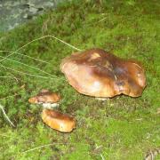 Ilustrační obrázek - čirůvka (Tricholoma sp.)