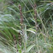 protěž norská (Gnaphalium norvegicum) - jihočeská rostlina roku (autor fotografie: J. Janáková)