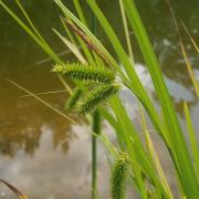 Ilustrační obrázek - ostřice nedošáchor (Carex pseudocyperus) Ilustrační obrázek - ostřice nedošáchor (Carex pseudocyperus)
