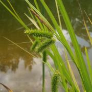 Ilustrační obrázek - ostřice nedošáchor (Carex pseudocyperus)