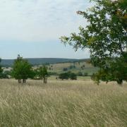 meadows nearby Vojšice, photo by I. Jongepierová