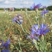 Ilustrační obrázek - pole s chrpou modrou (Centaurea cyanus)