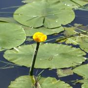 ilustrační fotografie - stulík žlutý (Nuphar lutea)