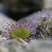 Ilustrační obrázek k přednášce J. Štěrbové - rosnatka okrouhlolistá (Drosera rotundifolia)