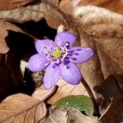 Ilustrační obrázek - jaterník podléška (Hepatica nobilis)