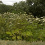 Ilustrační obrázek - porost bolševníku velkolepého (Heracleum mantegazzianum), foto: V. Zeisek Ilustrační obrázek - porost bolševníku velkolepého (Heracleum mantegazzianum), foto: V. Zeisek