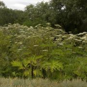 Ilustrační obrázek - porost bolševníku velkolepého (Heracleum mantegazzianum), foto: V. Zeisek