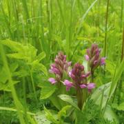 Ilustrační obrázek - prstnatec májový (Dactylorhiza majalis) Ilustrační obrázek - prstnatec májový (Dactylorhiza majalis)
