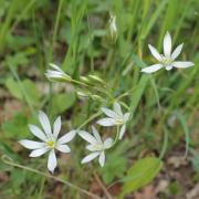 Ilustrační obrázek - snědek (Ornithogalum sp.)