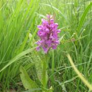 Ilustrační obrázek - prstnatec májový (Dactylorhiza majalis)