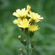 Ilustrační obrázek - škarda ukousnutá (Crepis praemorsa)