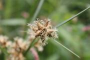 kamýšník (Bolboschoenus sp.) - detail květenství