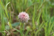 zpět k rostlinám - jetel jahodnatý (Trifolium fragiferum)