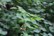 pryšec hranatý (Euphorbia angulata)