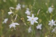 bělozářka větevnatá (Anthericum ramosum) - detail květu