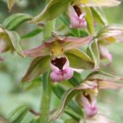 Ilustrační obrázek - kruštík širolistý (Epipactis helleborine)