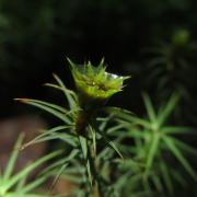 Ilustrační fotografie -ploník obecný (Polytrichum commune) Ilustrační fotografie -ploník obecný (Polytrichum commune)